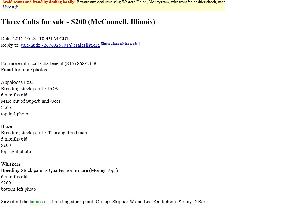 North Horse Backyard Horse Breeders A Craigslist Example