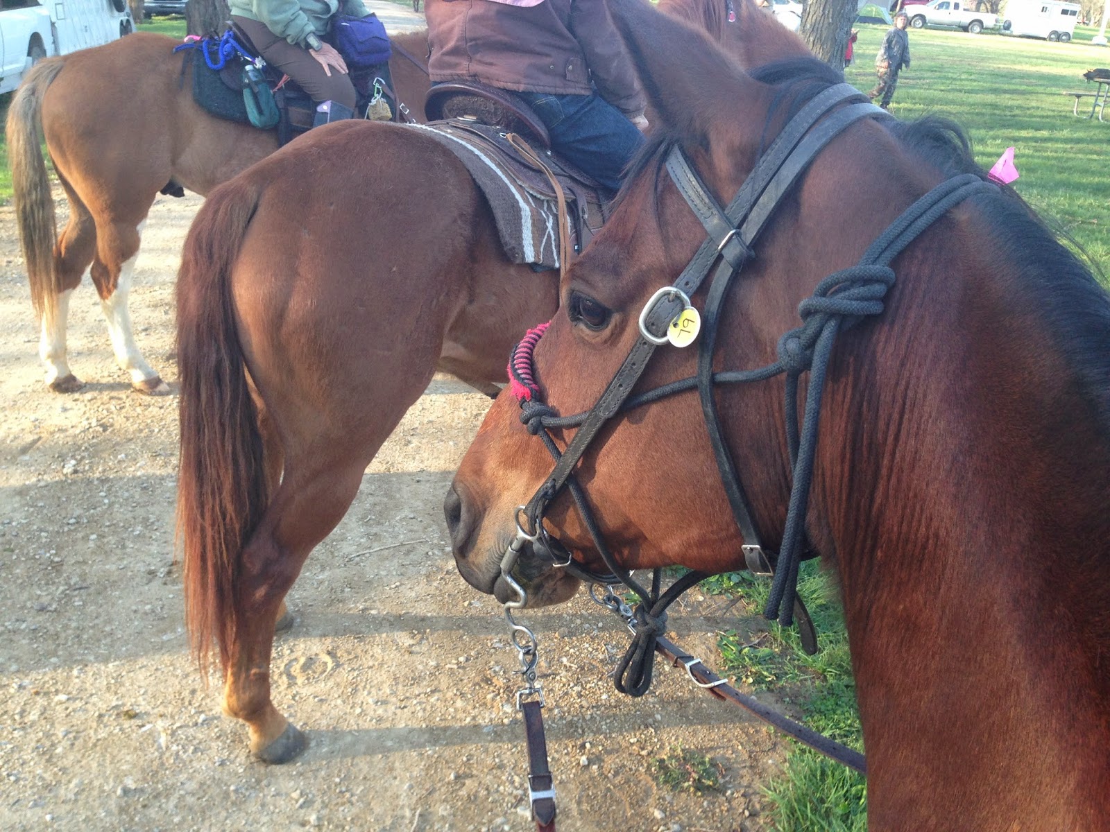 HorseTrailRiders Nickers and Neighs