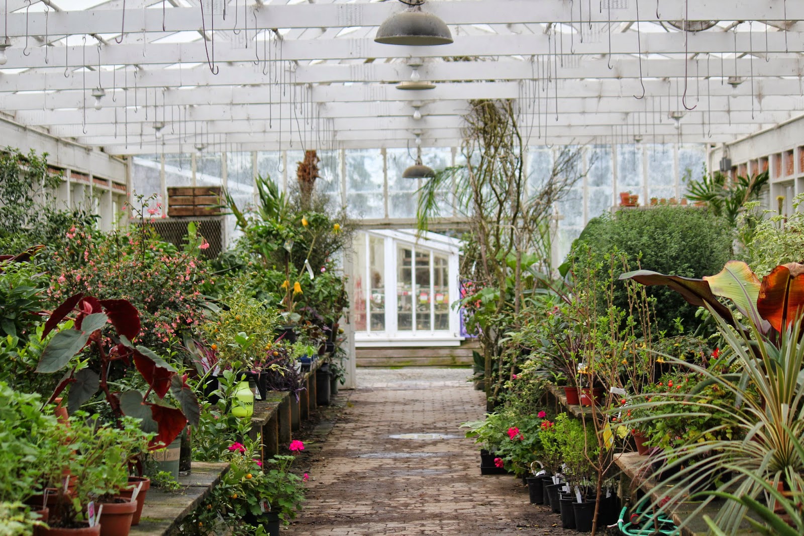 Rooted In Thyme Christianson's Nursery in Mt. Vernon, Washington and