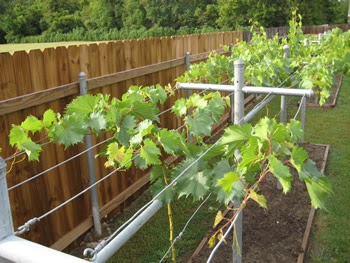 Growing Concord Grapes: Guide to Installing a Trellis System