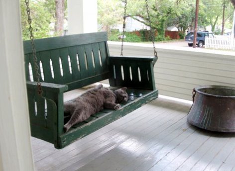 Cat Swing