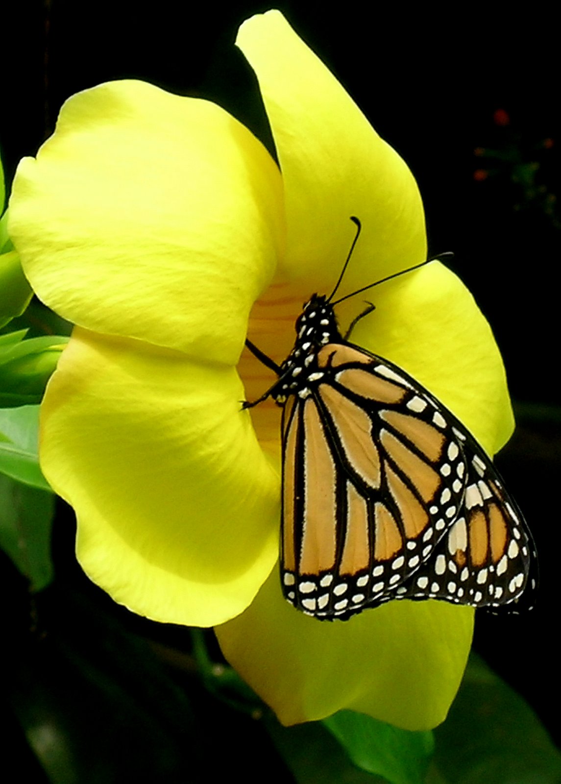 butterfly learn about butterfly learn about