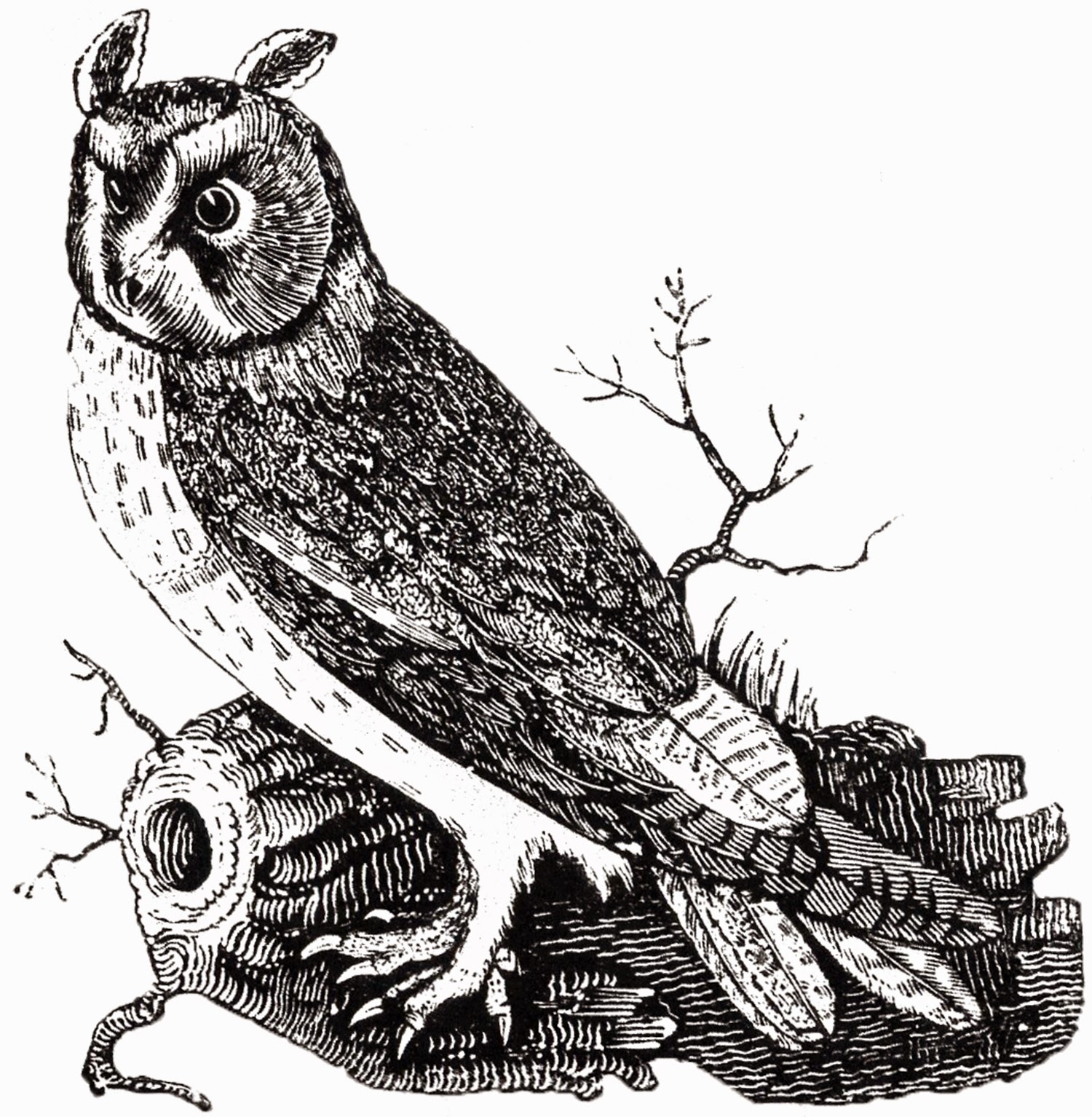 http://thegraphicsfairy.com/free-vintage-owl-image/
