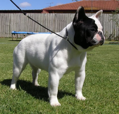 frenchton mature personals There are several things that many people simply do not know about the blue french bulldog, but we are here to give you that information. frenchton mature personals There are several things that many people simply do not know about the blue french bulldog, but we are here to give you that information.