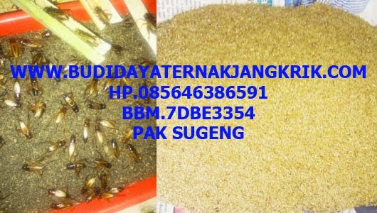 JUAL TELUR JANGKRIK ALAM DAN KALUNG BERKUALITAS