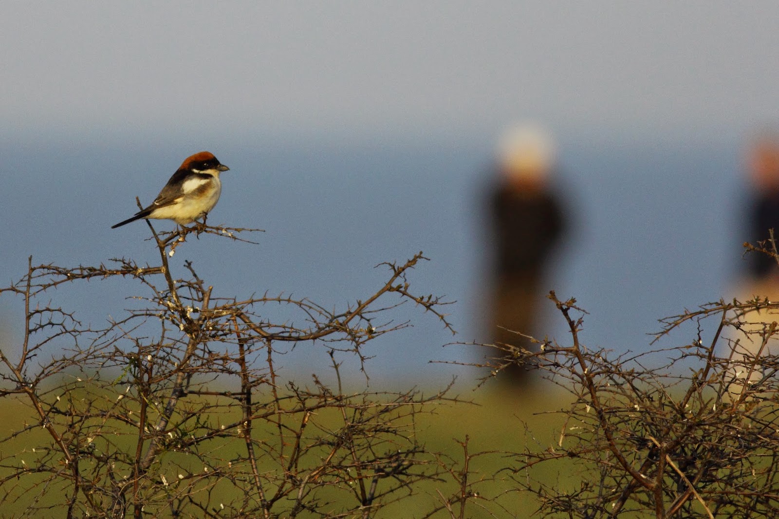 Woodchat Shrike birdwatching in Bulgaria