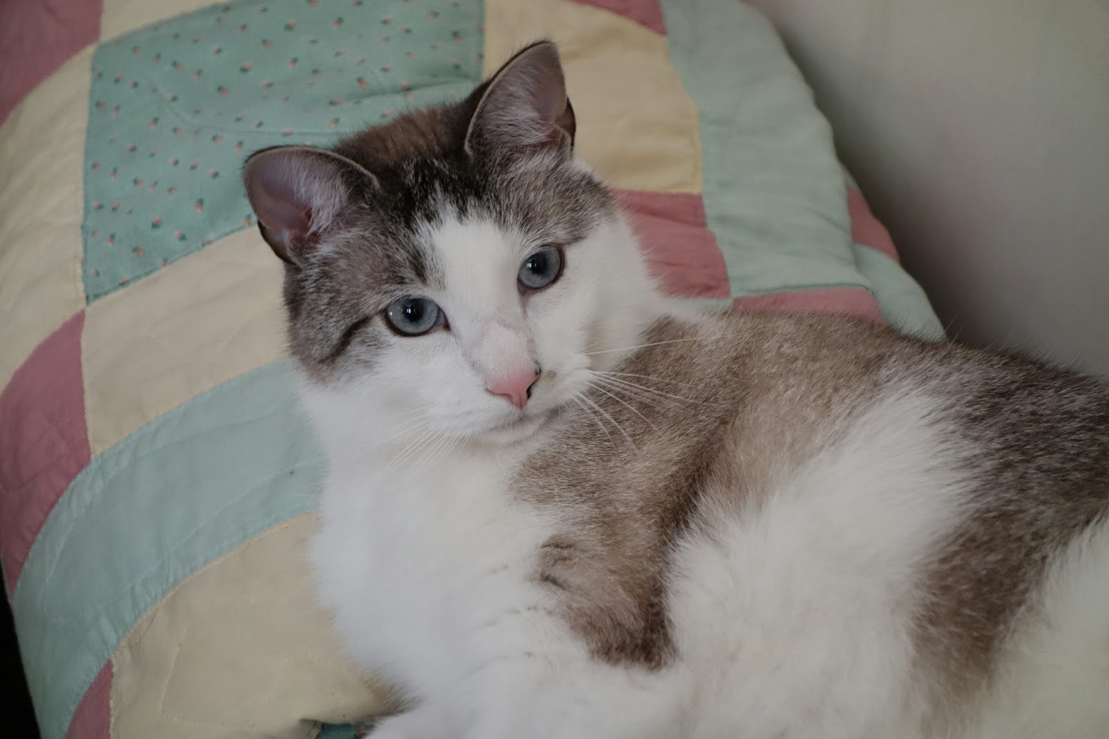 The Passionate Foodie A Cat Café in Boston?