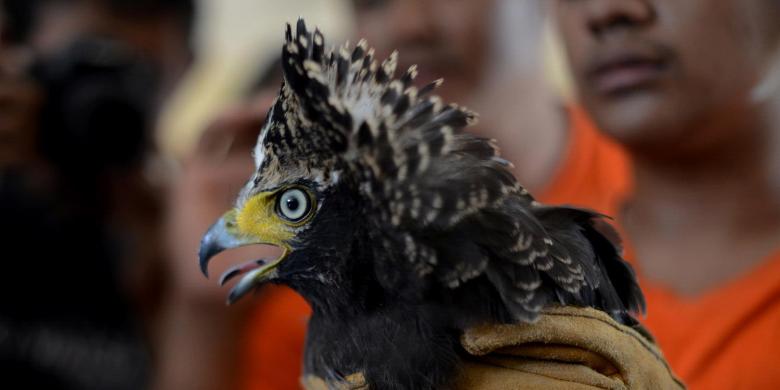 Empat Monyet Sulawesi Disita dari Pemiliknya Monyet Sulawesi