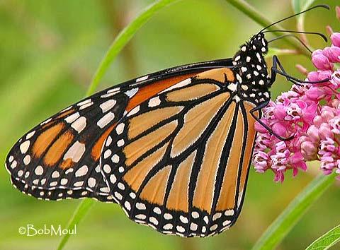 Close Up Look At A Butterfly Eating Video Kids Close Up Look At A Butterfly Eating Video Kids
