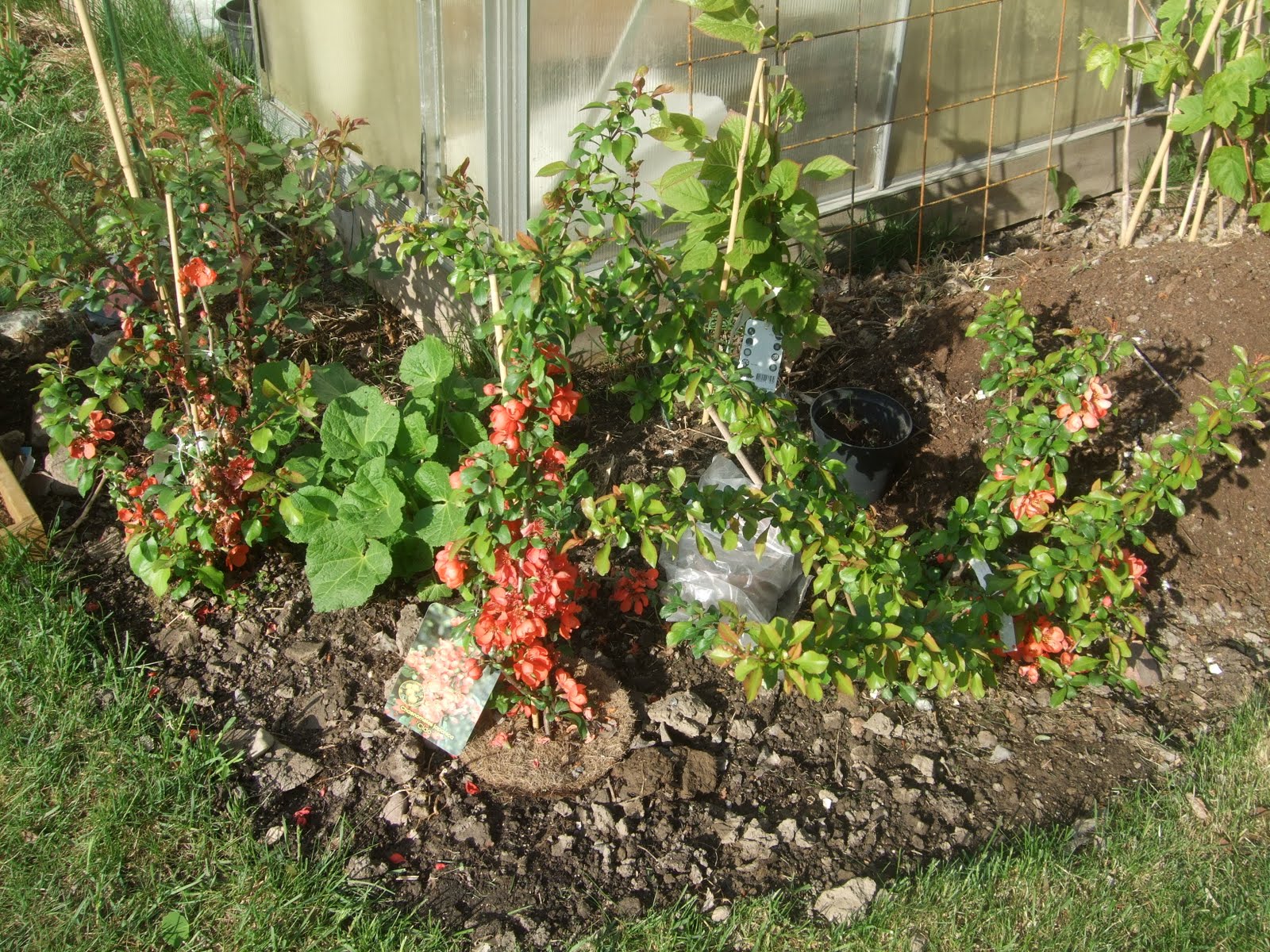 Mina trädgårdar: maj 2011
