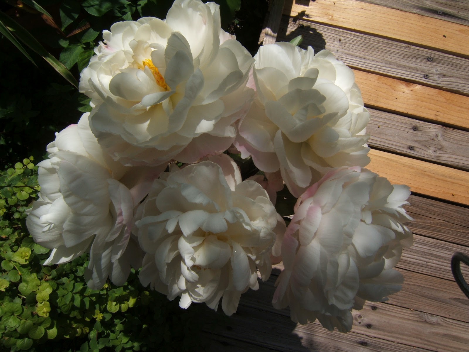 Fairy Cottage and Garden..... Re Enchanted Life of a Domestic Mystic