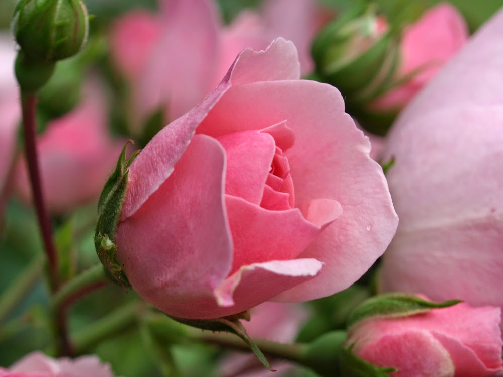 clairenobledesign Kingston Lacy