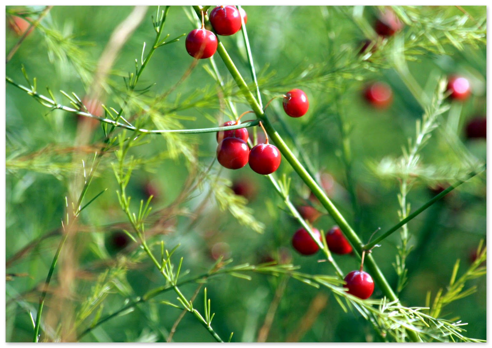 Temperate Climate Permaculture Permaculture Plants Asparagus