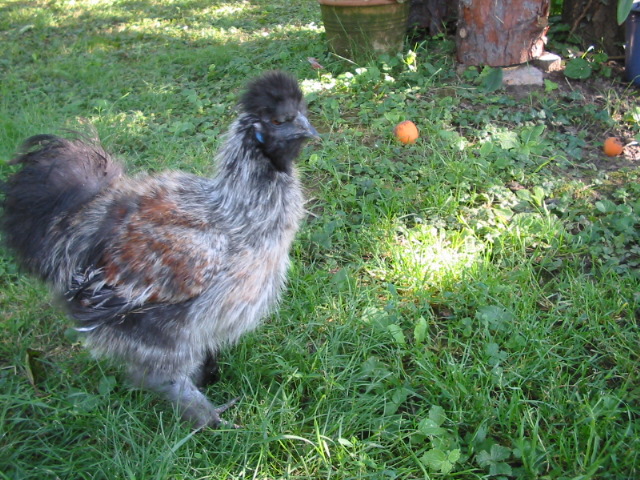 Naglern Ranch Oktober 2011
