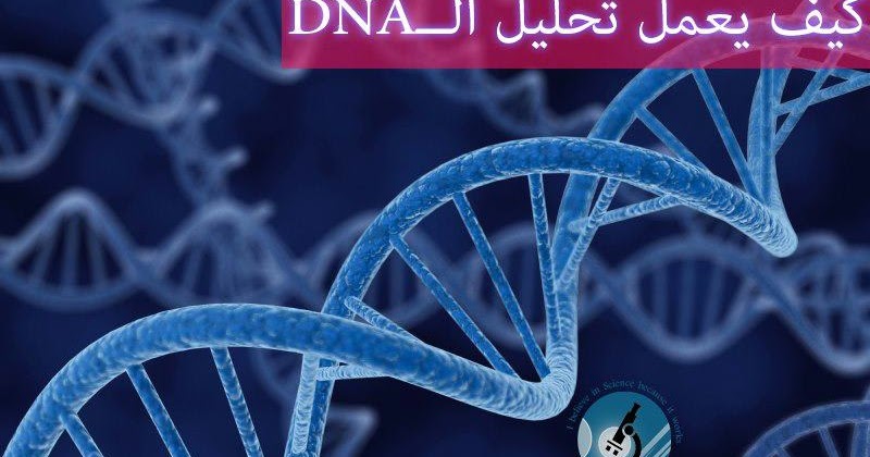 I Believe In Sciences كيف يعمل تحليل ال دي أن أيه الحامض النووي الرايبي منقوص الأوكسجين