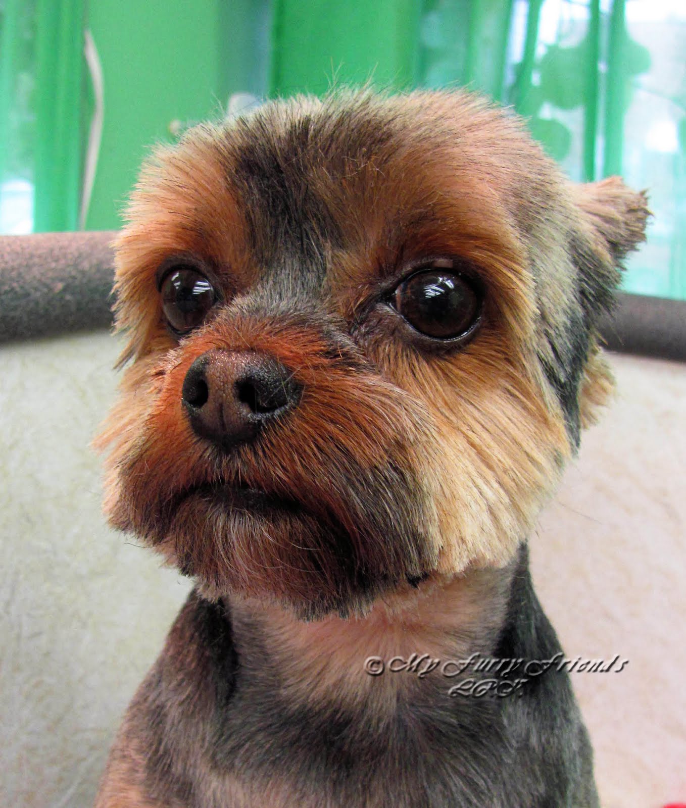 yorkies with hair hair yorkie pictures hairstylegalleries yorkies with hair hair yorkie pictures hairstylegalleries