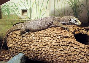 Reptile Addict Priok Varanus Varanus Yang Ada Di Indonesia