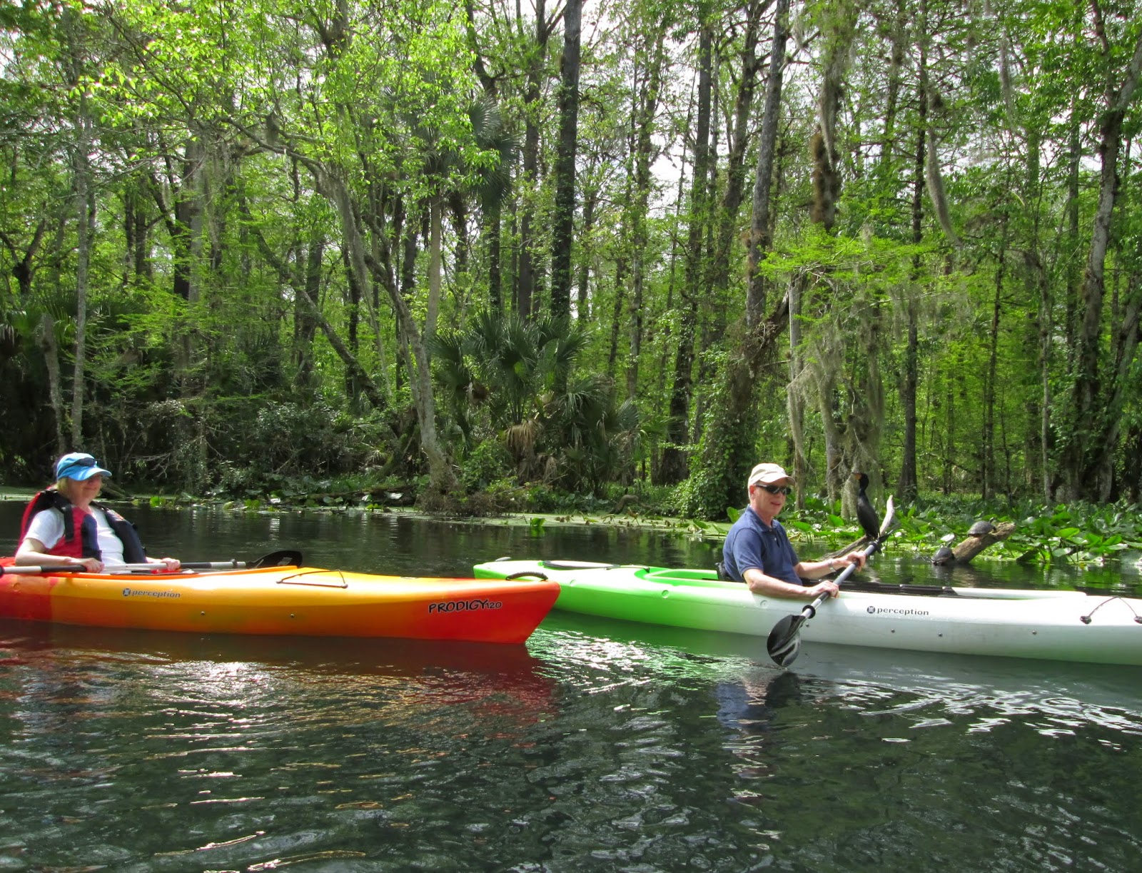 Central Florida Kayak Tours: Spring has sprung on the Silver River