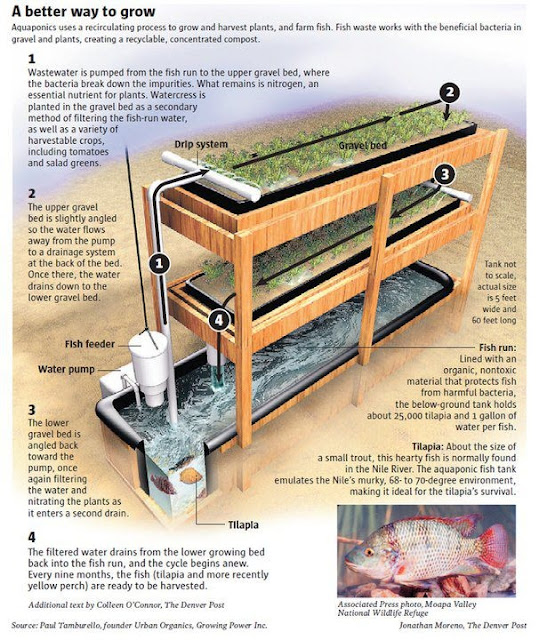 Aquaponics System Description