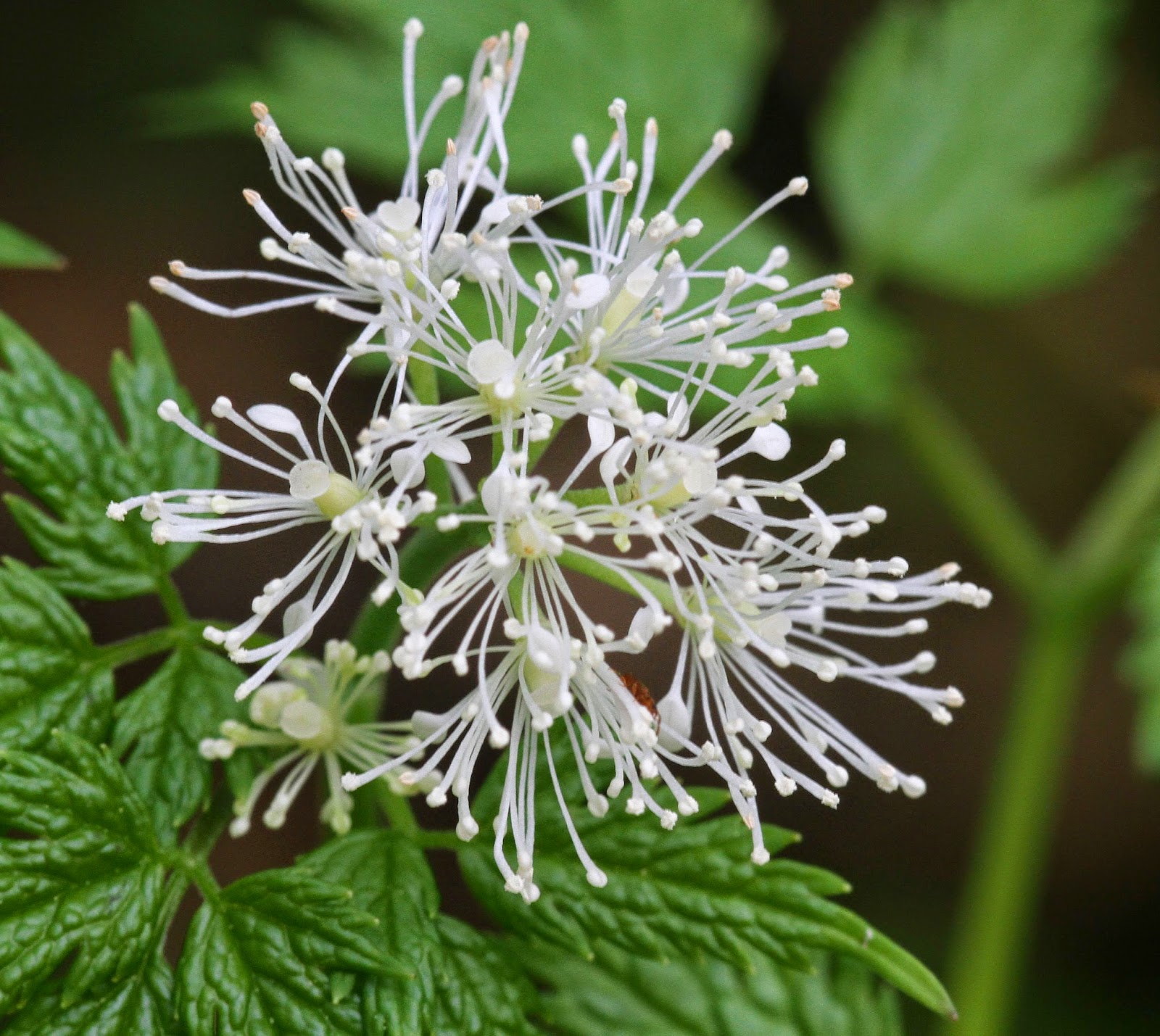 NWflora Baneberry, Actaea rubra