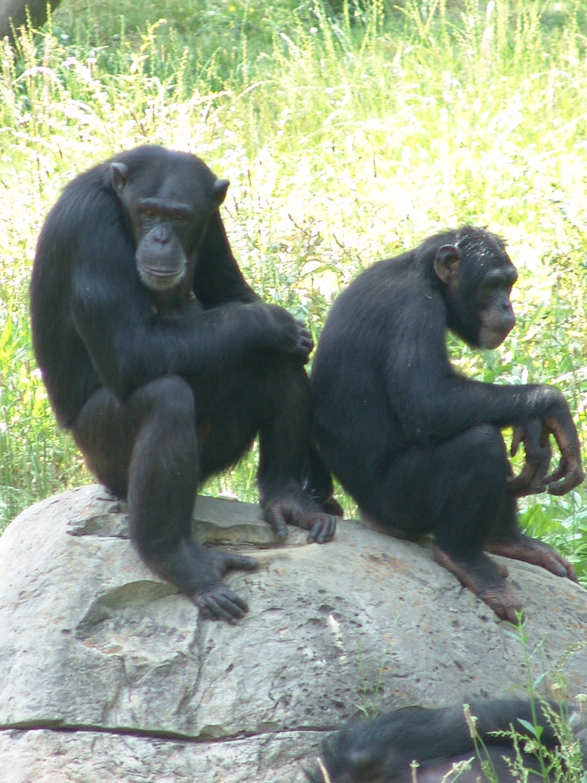 ENCYCLOPEDIA OF ANIMAL FACTS AND PICTURES: CHIMPANZEE