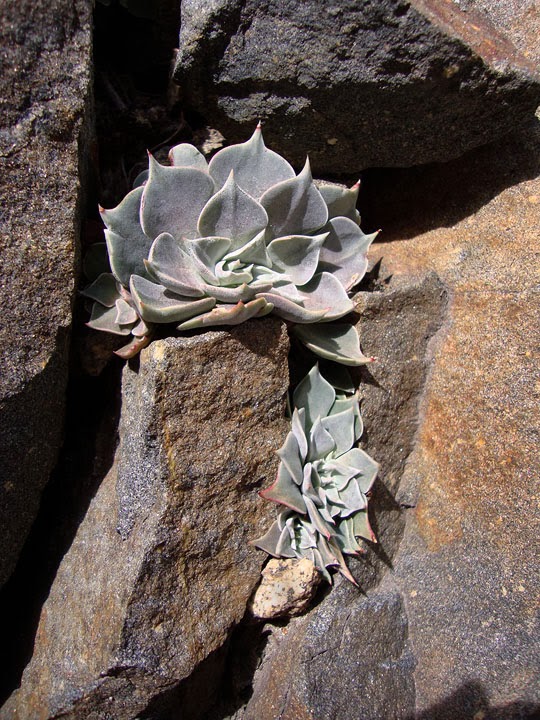 succulents in the crevice of rock formations along CA Hwy 38 between Yucaipa and Big Bear Lake