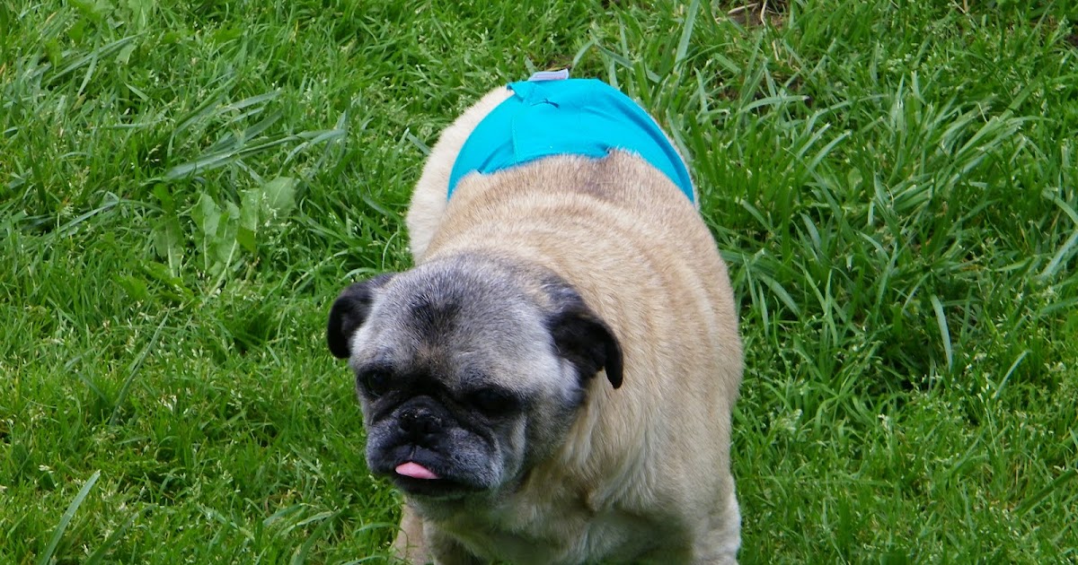 HouseOPugs belly bands