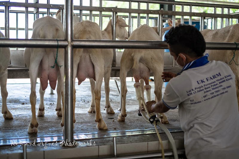 Goats being milked at UK Farm