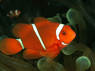 Clownfish / ikan anemon / ikan badut / ikan nemo