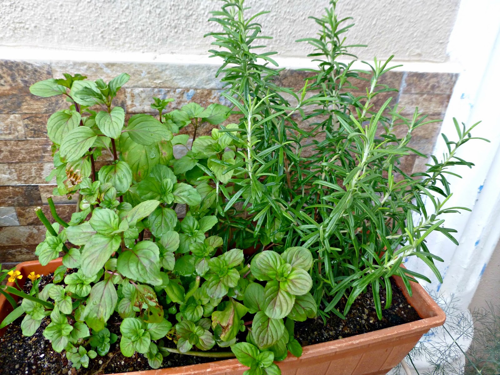 RESEPI NENNIE KHUZAIFAH: Koleksi pokok herba