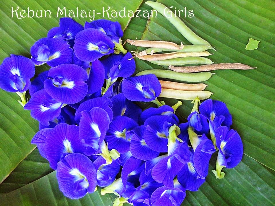 Kebun MalayKadazan girls Butterfly Pea (Seeds GiveAway)