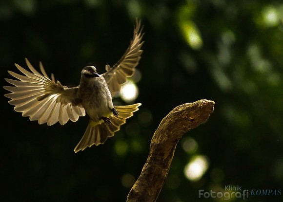 BURUNG TRUCUKAN Perawatan Trucukan di Segala Kondisi