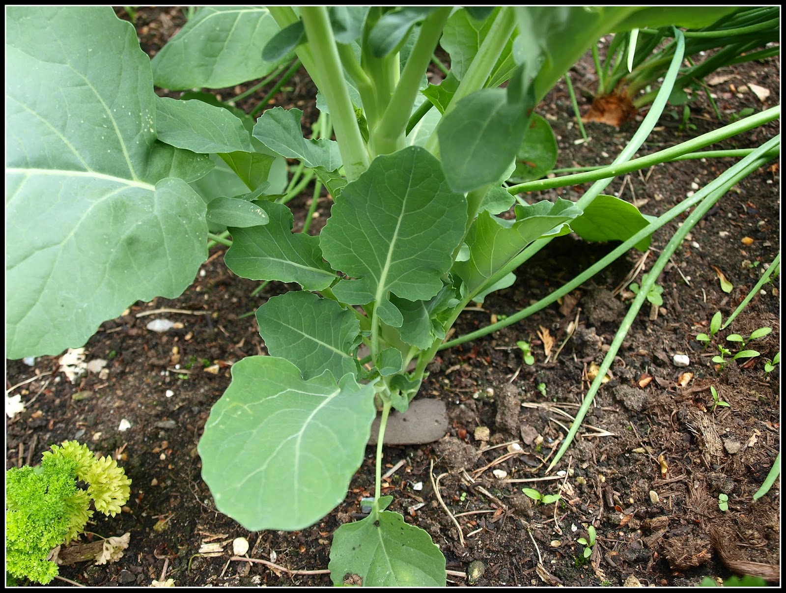 Mark's Veg Plot Summer Broccoli "Tenderstem"