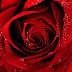 Cartoon Rose Wallpaper