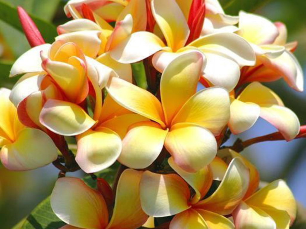 Exotic Tropical Flowers Images Reverse Search Filename Tropical Flower Wallpaper Exotic Flowers Images Jpg
