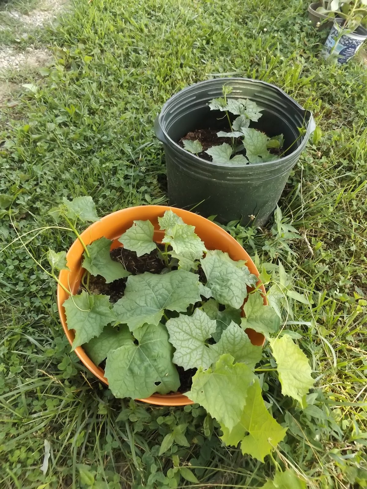 Buttercup squash, Cucumber trellis, pumpkin & melon hugelkultur Gardening Forums