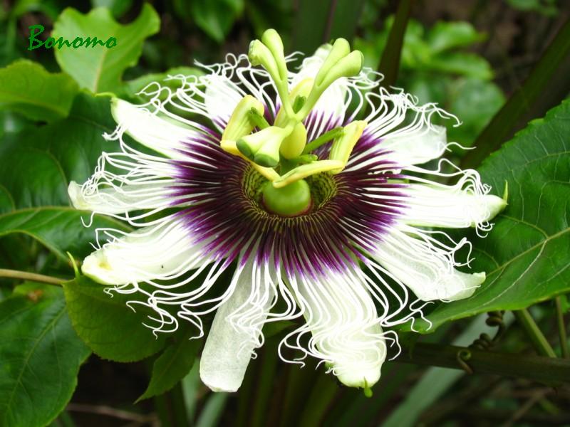 Experimentando Ciência: Flor de maracujá (Passiflora sp.)