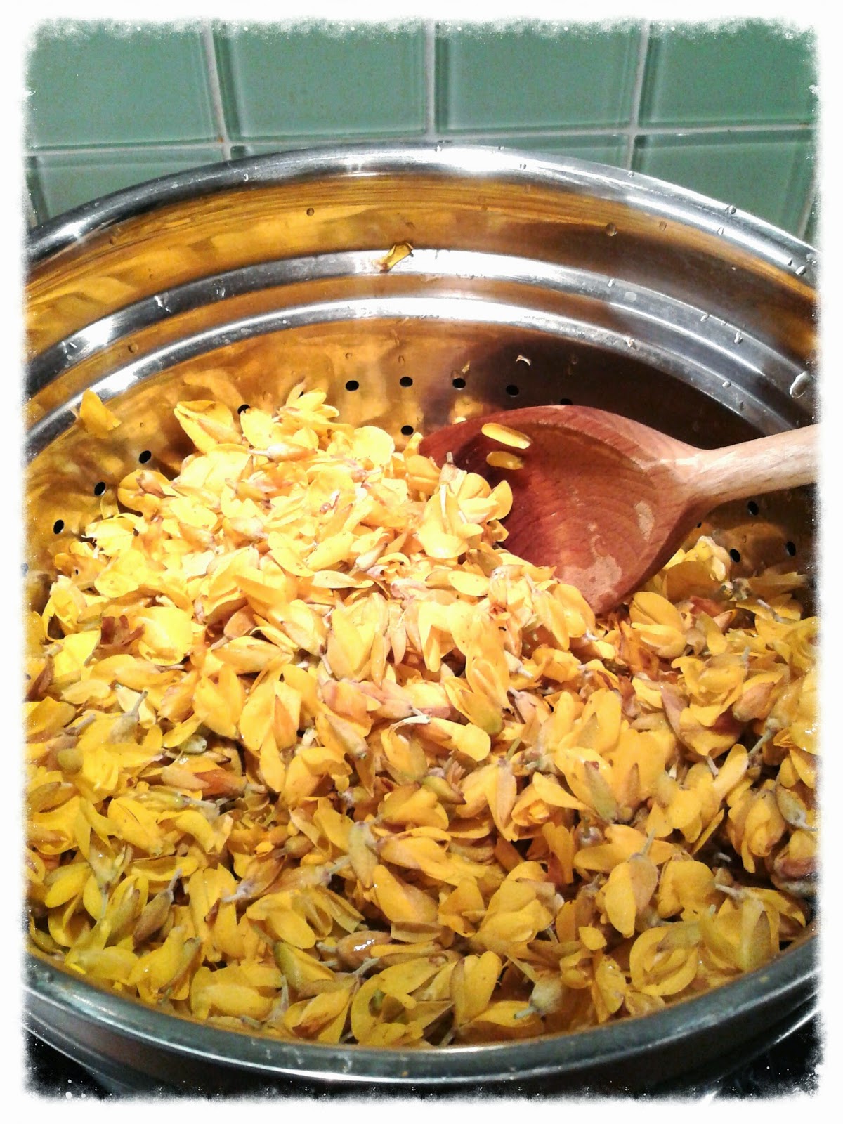 Gin or Jam? Gorse flowers...