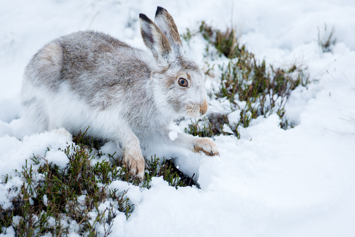Darley Dale Wildlife Mountain Hare in the snow