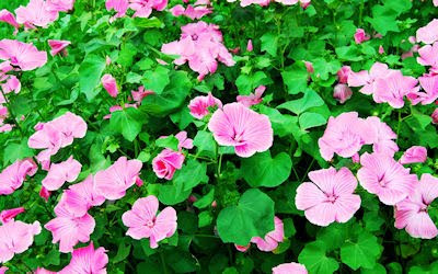 Campo De Flores Silvestres Color Purpura Purple Flowers Top Wallpaper Hd