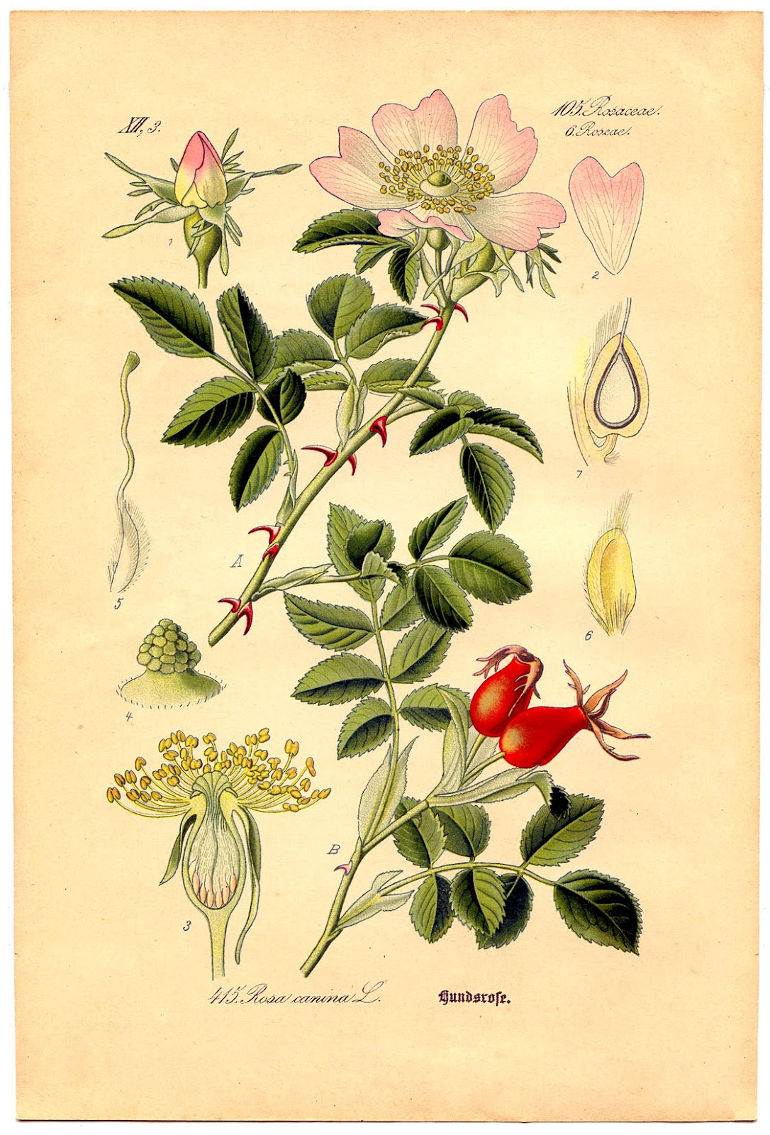 DIY Framed Botanical Prints with Free Botanical Printables