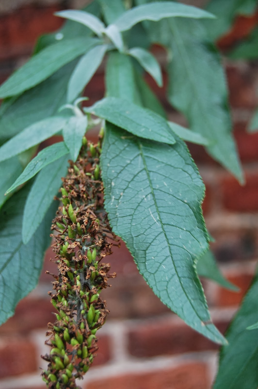 It S Lavender After All Three Wisdoms