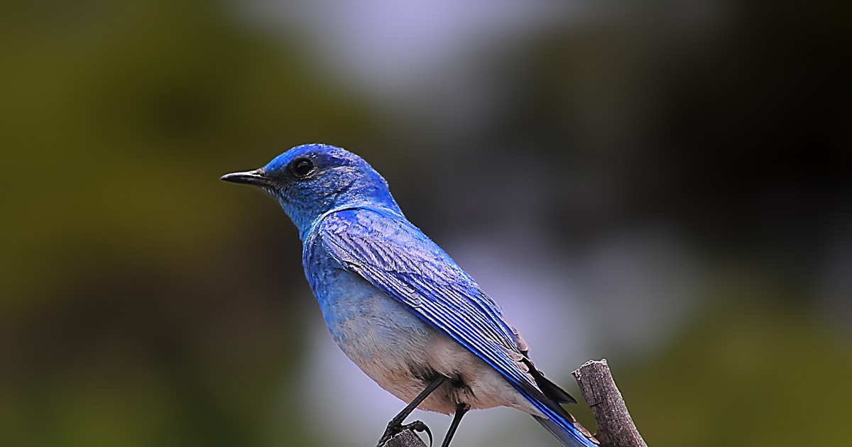 Tony Hochstetler - Photography: Mountain Bluebirds, Rocky Mountain