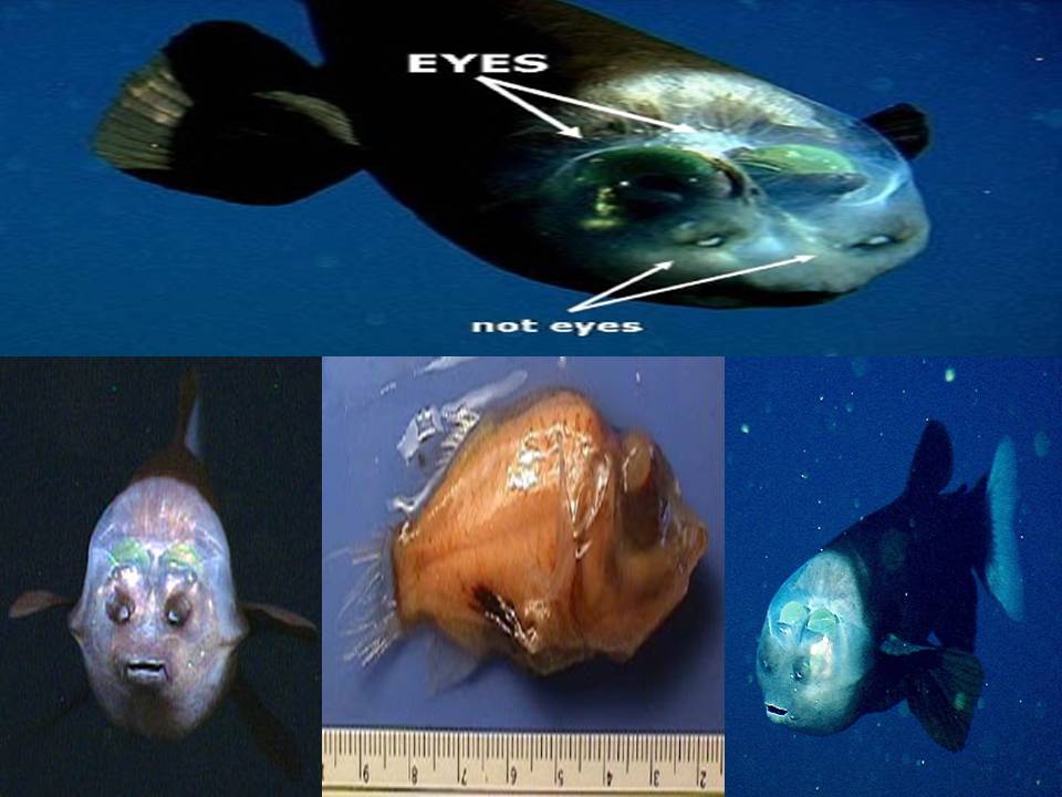 Researchers solve mystery of deep-sea fish with tubular eyes and  transparent head • MBARI