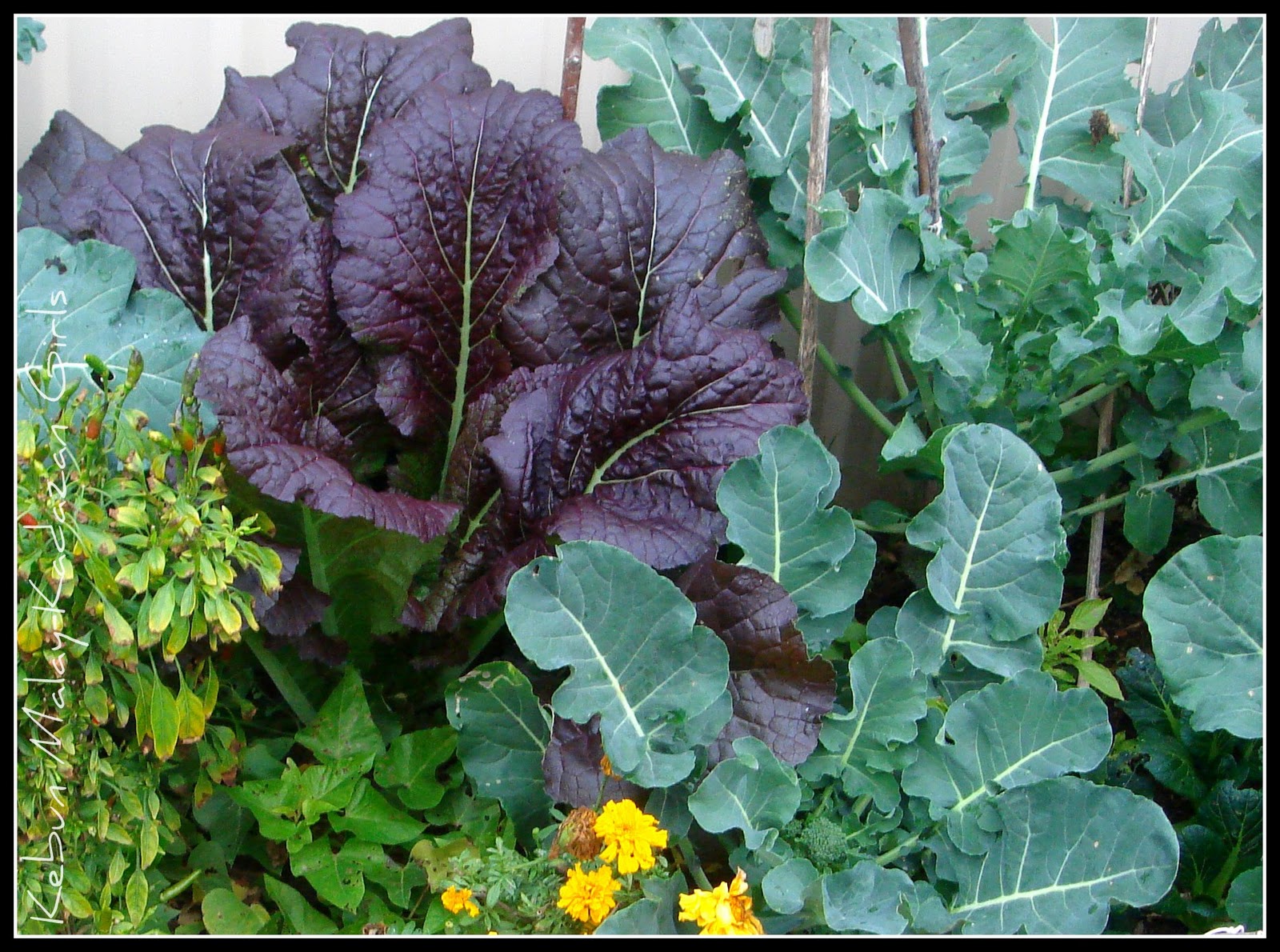 Kebun MalayKadazan girls Giant Purple Mustard LifeCycle