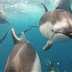 Δελφίνια συνόδευσαν ψαράδες
