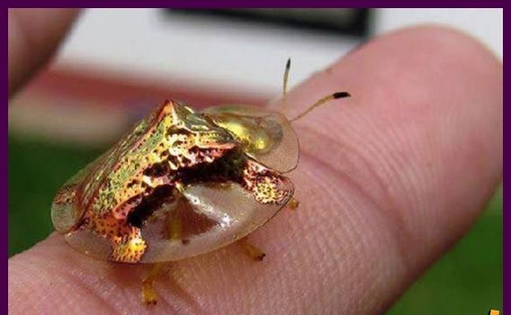 O incrível besouro de ouro