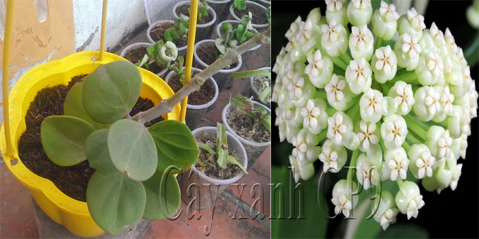 c%25E1%25BA%25A9m+c%25C3%25B9+-+hoya+pachyclada.jpg