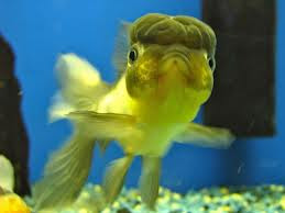 fish brain brains molly smart supplies call ain derivative breed mall br