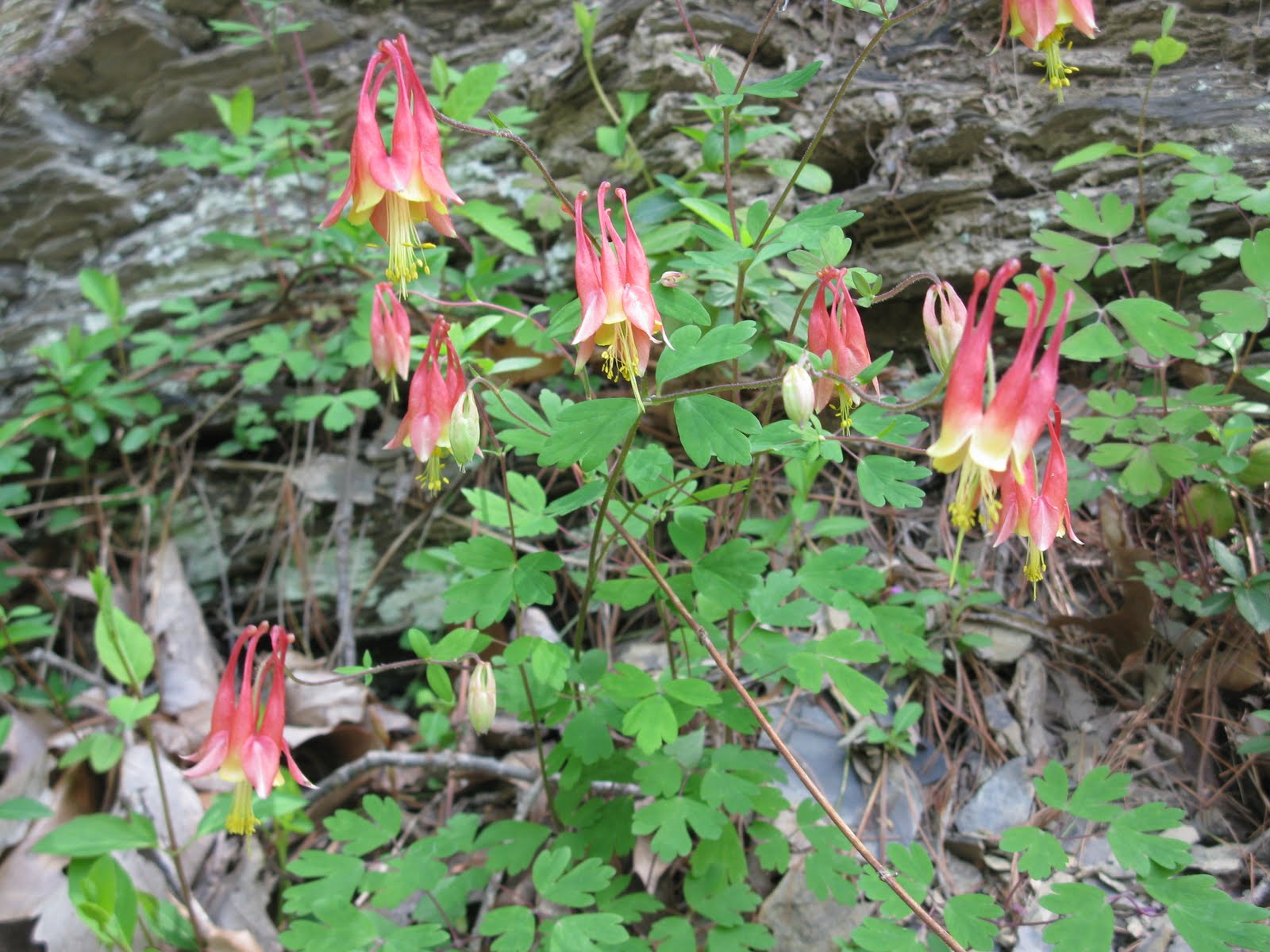 Wildflowers in West Virginia Wild Red Columbines, Swinging Bridge Road